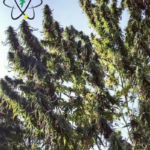 Kalimpong Darjeeling