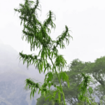 Pulga Village, Parvati Valley