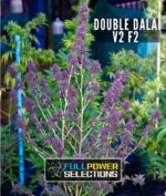 Double Dalai V2 - Image 3