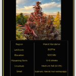Maruf, Red selection