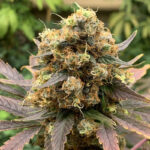 HinduKush F5