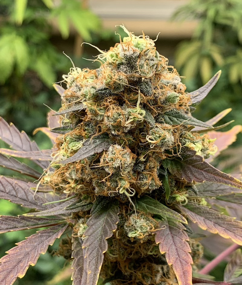 HinduKushF5 HinduKush F5 - Image 1