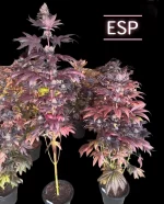 ESP F3 - Image 2