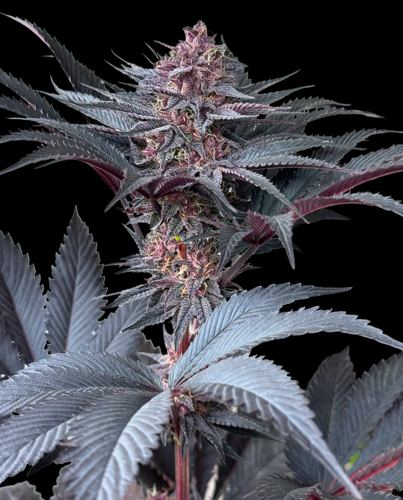 rhododendron online Buy Blue Baron Rhododendron Online