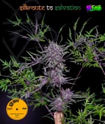 Acid House Version 1 : 100% Pinnate type leaf expression. - Image 4