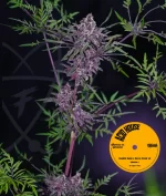 Acid House Version 1 : 100% Pinnate type leaf expression. - Image 3