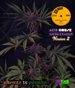 Acid House Version 2 : [75% Deeply serrated leaf expression and 25% Pinnate type leaf expression] - Image 2