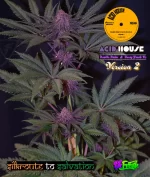 Acid House Version 2 : [75% Deeply serrated leaf expression and 25% Pinnate type leaf expression] - Image 3