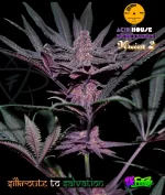 Acid House Version 2 : [75% Deeply serrated leaf expression and 25% Pinnate type leaf expression] - Image 4