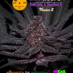 Acid House Version 2 : [75% Deeply serrated leaf expression and 25% Pinnate type leaf expression]