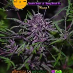 Acid House Version 1 : 100% Pinnate type leaf expression.