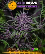 Acid House Version 1 : 100% Pinnate type leaf expression.
