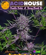 Acid House Version 1 : 100% Pinnate type leaf expression. - Image 2