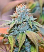 OUTLANDER OG