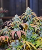 OUTLANDER OG - Image 2